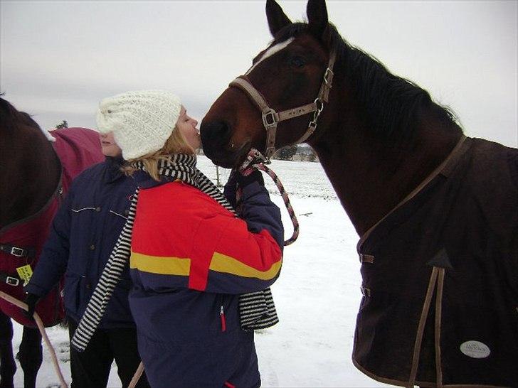 Dansk Varmblod >>Ziarra<< MyLife billede 15