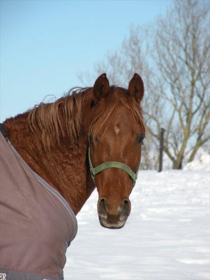 Anden særlig race Pasadena "tyksakken"<3. - Velkommen til Pasadena´s profil(-: billede 1