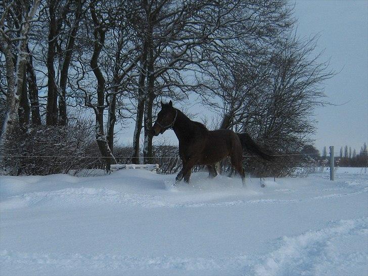 Traver Opus one VP  billede 6