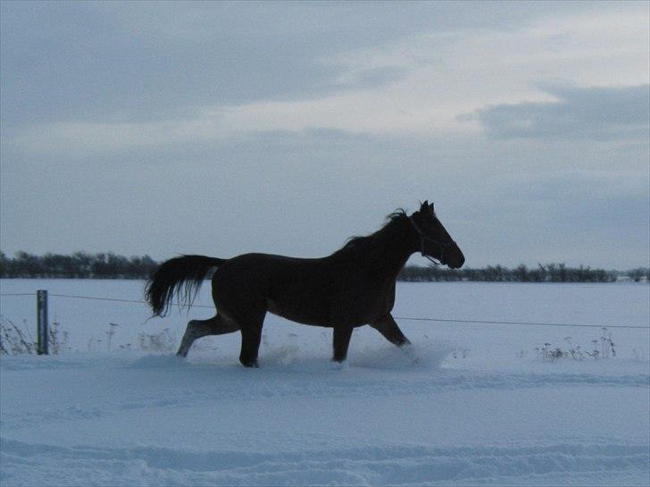 Traver Opus one VP  - weee sne billede 7