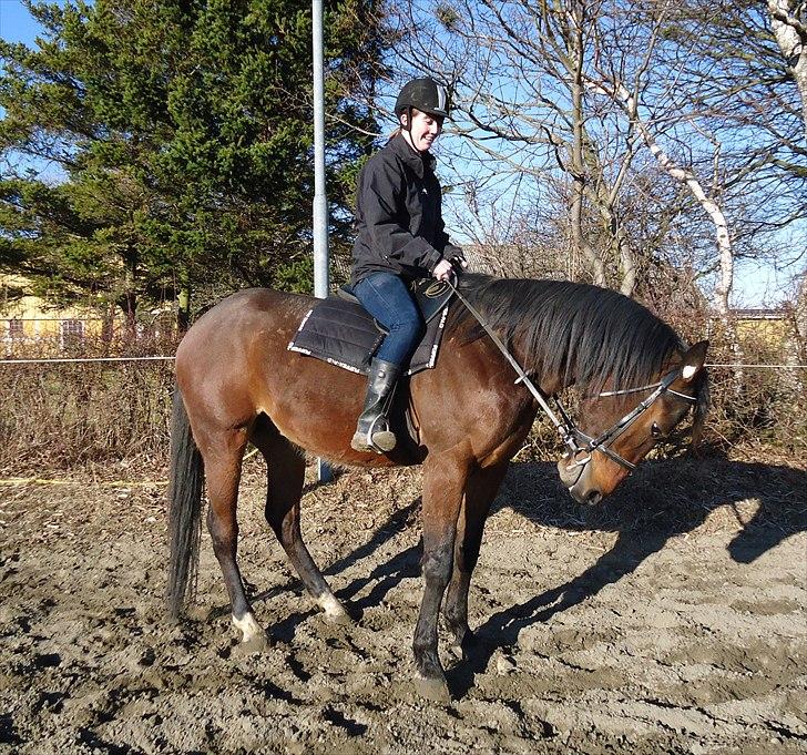 Traver Opus one VP  billede 8