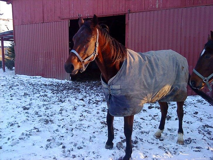 Traver Opus one VP  - puha det er koldt... billede 9