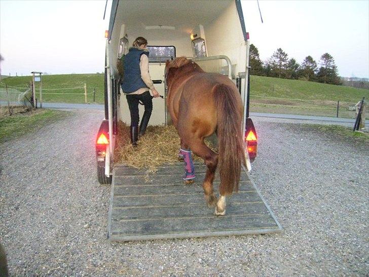 Anden særlig race Pasadena "tyksakken"<3. - Så skal ponyen læsses. På vej hen til Elsa til en god omgang påskeferie.

Taget af: Sofie. billede 2