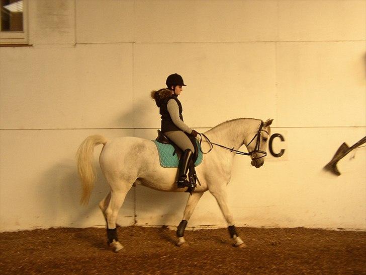 Anden særlig race Indy - Lidt dressur derhjemme :) billede 2