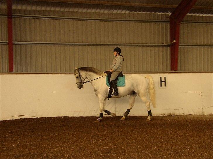 Anden særlig race Indy billede 3