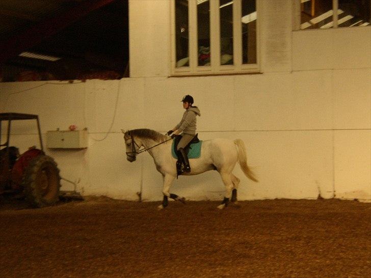 Anden særlig race Indy billede 4