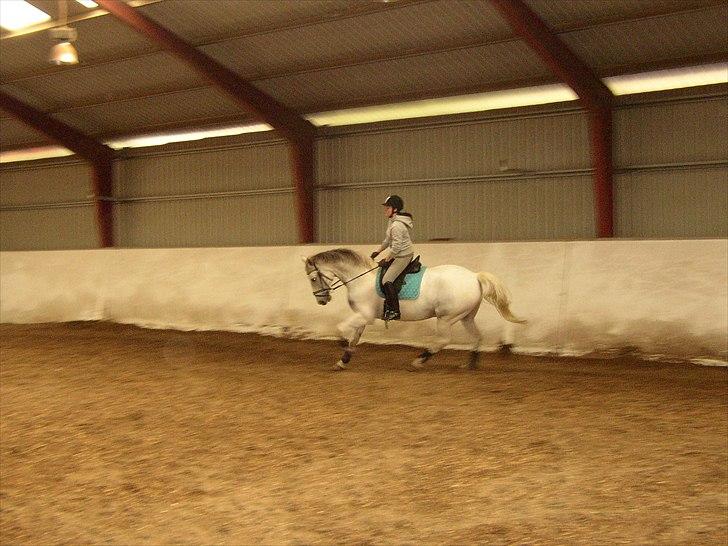 Anden særlig race Indy billede 5