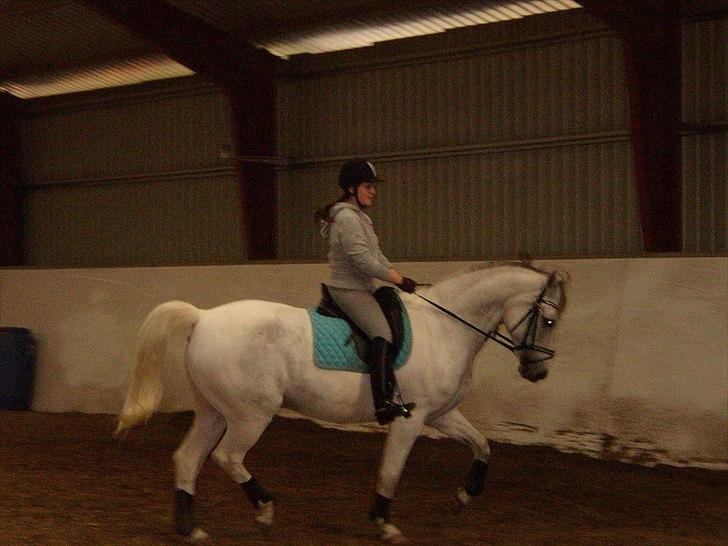 Anden særlig race Indy billede 6