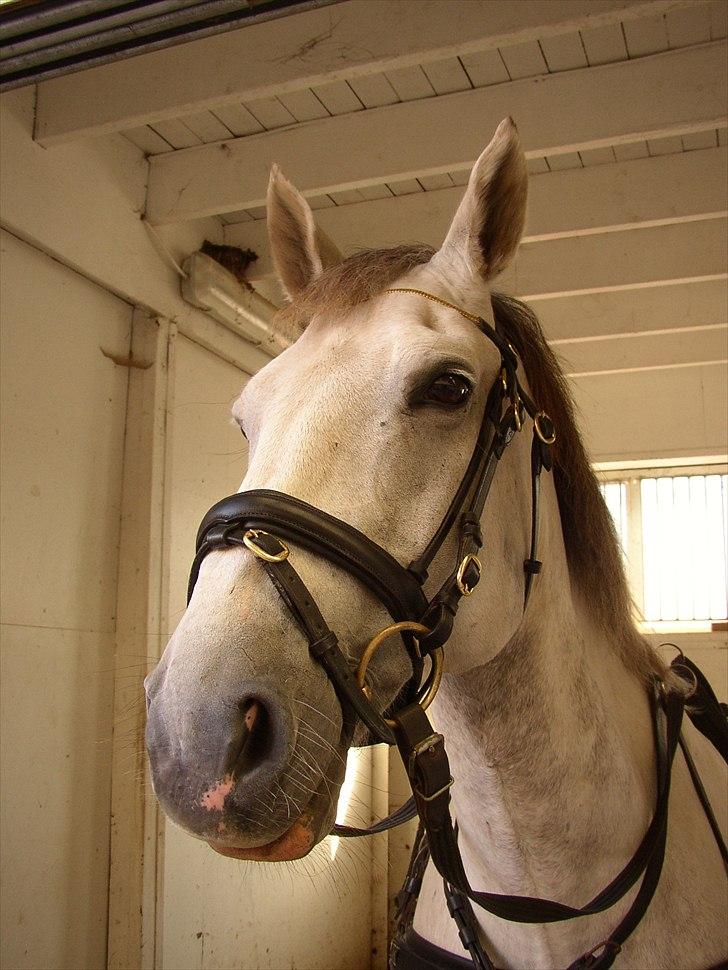 Anden særlig race Indy - 2. gang med sele på :) billede 9