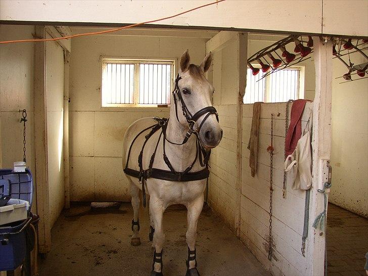 Anden særlig race Indy - 2. gang med sele på :) billede 10