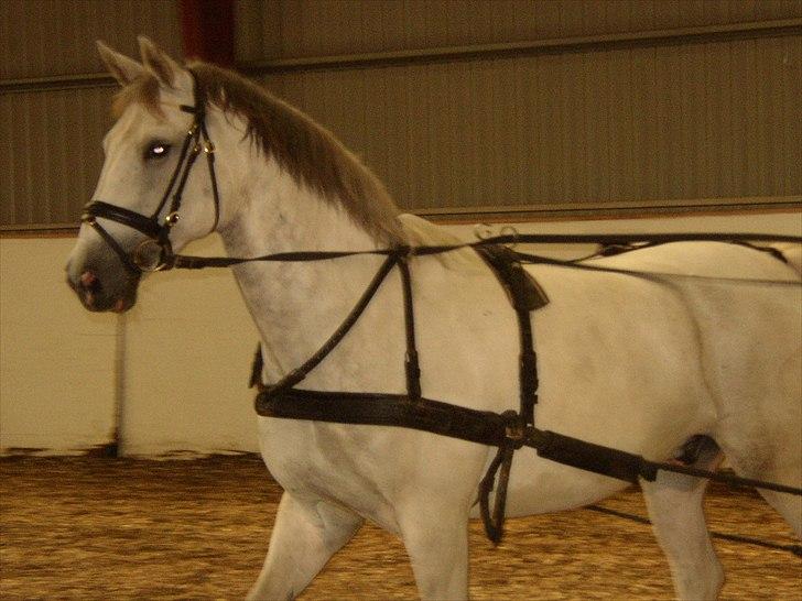 Anden særlig race Indy billede 12