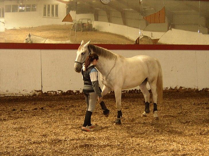 Anden særlig race Indy - Lidt arbejde fra jorden :) billede 14