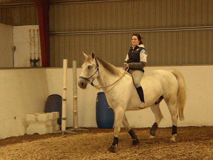 Anden særlig race Indy - Bidløs ridning :) billede 16