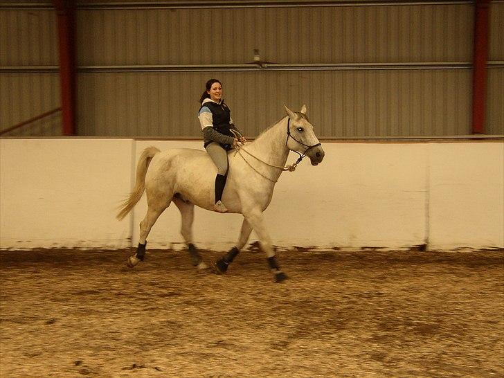 Anden særlig race Indy billede 17