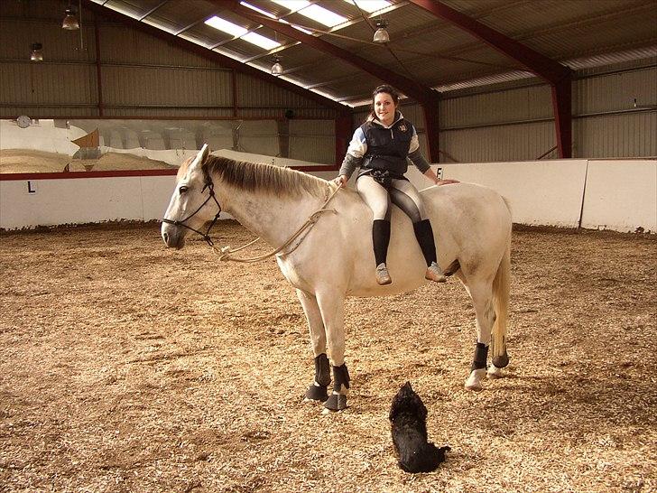 Anden særlig race Indy billede 20