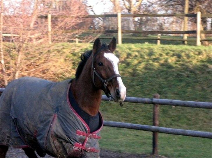 Anden særlig race Hector R.I.P billede 8