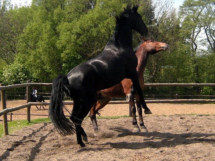 Anden særlig race Hector R.I.P - når han leger med hans gamle ven Alexander:) billede 9