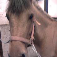 Anden særlig race Honey *tidligere redet*