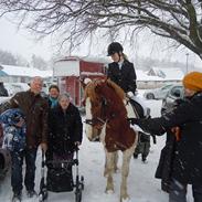 Anden særlig race Bounty rideskole pony