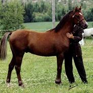 Welsh Pony (sec B) Jedidjan Claudius