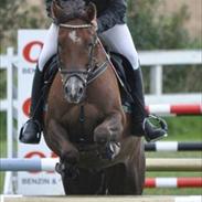 Welsh Pony (sec B) Jedidjan Claudius