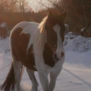 Anden særlig race Diego<3 §Gammel part§