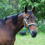 Dansk Varmblod Lamour