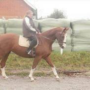 Dansk Varmblod Freja