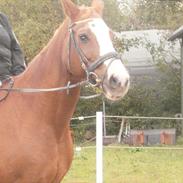 Dansk Varmblod Freja