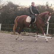 Dansk Varmblod Freja