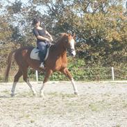 Dansk Varmblod Freja