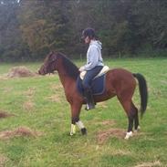 Anden særlig race Askepot / Fimbe (solgt)