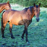 Dansk Varmblod Lamour