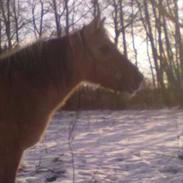 Anden særlig race Freja