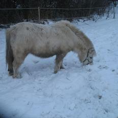 Shetlænder Cirkeline ( solgt) 