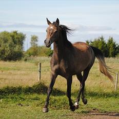 Arabisk fuldblod (OX) Ali Melisia Bint Ejaaz