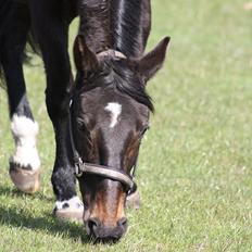 Dansk Varmblod Bona A Parte