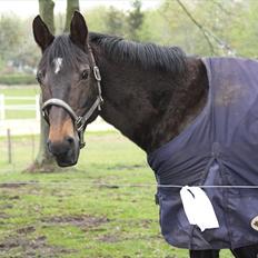 Dansk Varmblod Bona A Parte