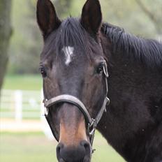 Dansk Varmblod Bona A Parte