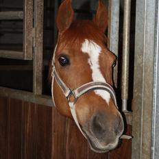Anden særlig race Smarties<33 R.I.P.