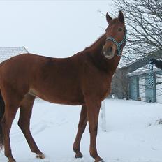 Anden særlig race Sakskærs Anastasia