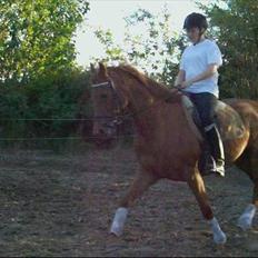 Anden særlig race Sakskærs Anastasia