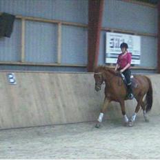 Anden særlig race Sakskærs Anastasia