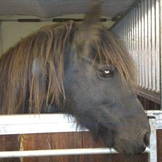 Fell pony Hedwich vh Westerkwartier