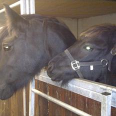 Fell pony Hedwich vh Westerkwartier