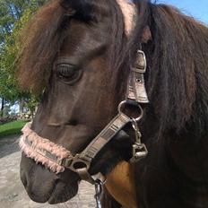 Shetlænder Ally *part* Solgt!!.'(