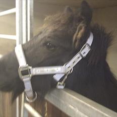 Fell pony Møllegårdens B. Princess