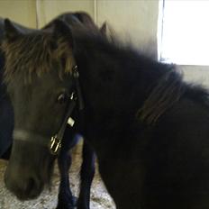 Fell pony Møllegårdens B. Princess