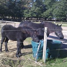 Fell pony Møllegårdens B. Princess
