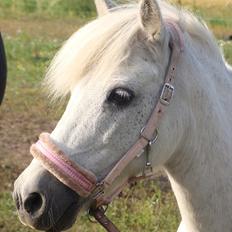 Anden særlig race Søby Vestergaards Clio